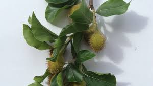 Attēlu rezultāti vaicājumam “Fagus sylvatica fruit”