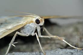 Attēlu rezultāti vaicājumam “Pleuroptya ruralis”