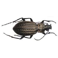 Attēlu rezultāti vaicājumam “Carabus granulatus”