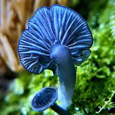 Attēlu rezultāti vaicājumam “Brefeldia maxima spores”