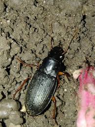 Attēlu rezultāti vaicājumam “Pseudoophonus rufipes”