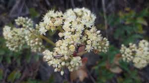 Attēlu rezultāti vaicājumam “Hylotelephium maximum flower”
