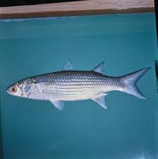 Image result for Crenimugil seheli