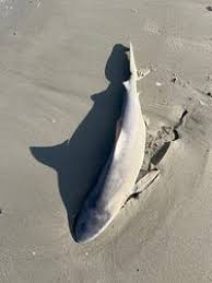 Image result for Carcharhinus plumbeus