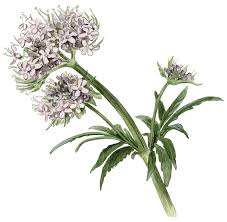 Image result for Baldrian