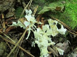 Attēlu rezultāti vaicājumam “Sebacina incrustans”