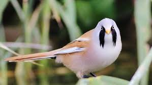 Attēlu rezultāti vaicājumam “Panurus biarmicus female”