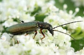 Attēlu rezultāti vaicājumam “Chrysanthia geniculata”