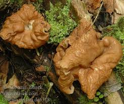 Attēlu rezultāti vaicājumam “Discina perlata”