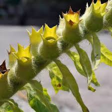 Image result for bilsenkraut