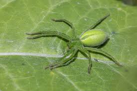 Attēlu rezultāti vaicājumam “Micrommata virescens”