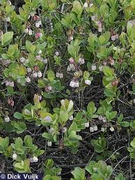 Attēlu rezultāti vaicājumam “Vaccinium uliginosum flower”