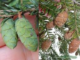 Attēlu rezultāti vaicājumam “Tsuga canadensis”