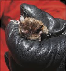 Attēlu rezultāti vaicājumam “Myotis brandtii”