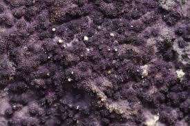 Attēlu rezultāti vaicājumam “Nectriopsis violacea”