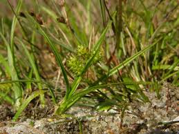 Attēlu rezultāti vaicājumam “Carex viridula”