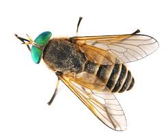 Attēlu rezultāti vaicājumam “Haematopota sp.”