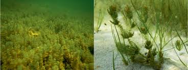 Attēlu rezultāti vaicājumam “Chara intermedia male”