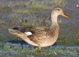 Attēlu rezultāti vaicājumam “Anas strepera female”