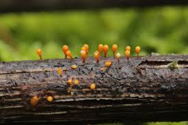 Attēlu rezultāti vaicājumam “Craterium minutum cf. var. brunneum macro”