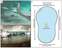 Image result for Rhinoptera bonasus