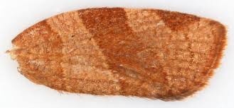 Attēlu rezultāti vaicājumam “Pandemis cinnamomeana female”