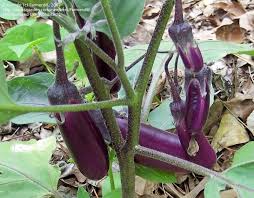 Afbeeldingsresultaat voor slim jim eggplant