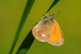 Attēlu rezultāti vaicājumam “Coenonympha glycerion”