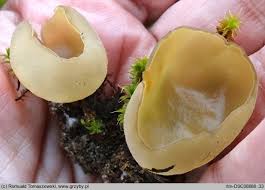 Attēlu rezultāti vaicājumam “Sowerbyella radiculata”