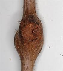 Attēlu rezultāti vaicājumam “Lasioptera rubi”