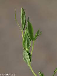 Attēlu rezultāti vaicājumam “Lathyrus pratensis fruit”