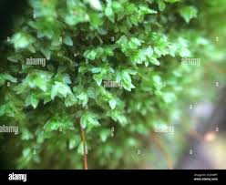 Attēlu rezultāti vaicājumam “Mnium lycopodioides”