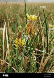 Attēlu rezultāti vaicājumam “Carex panicea flower”