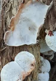 Attēlu rezultāti vaicājumam “Antrodiella semisupina”