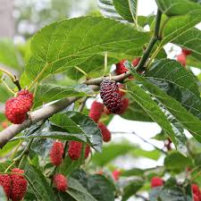 Attēlu rezultāti vaicājumam “Quercus rubra fruit”