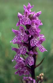Attēlu rezultāti vaicājumam “Dactylorhiza maculata flower”