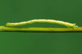 Attēlu rezultāti vaicājumam “Chloroclysta siterata”