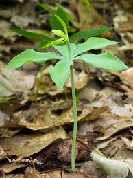 Attēlu rezultāti vaicājumam “Stemonaria irregularis young”