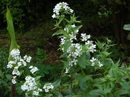 Attēlu rezultāti vaicājumam “Hesperis matronalis bud”