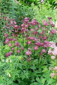 Attēlu rezultāti vaicājumam “Astrantia major flower”