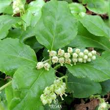 Attēlu rezultāti vaicājumam “Orthilia secunda”