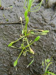 Attēlu rezultāti vaicājumam “Limosella aquatica”