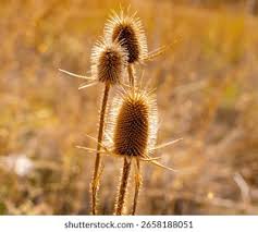 Image result for Dipsacus silvestris