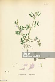 Attēlu rezultāti vaicājumam “Vicia lathyroides”