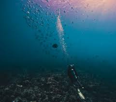 Image result for Southdown Divers