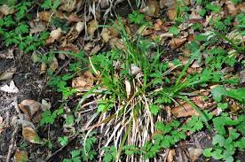 Attēlu rezultāti vaicājumam “Carex sylvatica leaf”