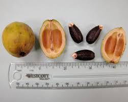 Attēlu rezultāti vaicājumam “Euphorbia cyparissias fruit”