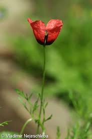 Attēlu rezultāti vaicājumam “Papaver argemone”