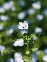 Attēlu rezultāti vaicājumam “Veronica filiformis flower”