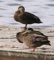 Image result for Anas rubripes